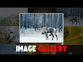How To Create Image Gallery Using HTML CSS And Javascript LightBox JQuery Code Nepal