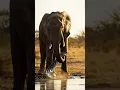 Download Lagu Who will win in an Elephant vs Python fight? 🐘🐍 #animals #ai #education
