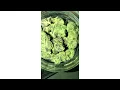 White Truffle Strain Review Smk Brk 420