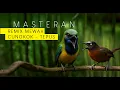 Download Lagu Masteran Suara Cucak Cungkok Super Gacor Isian Bren Tajam Nembak Kunti vs Tepus Kepala Abu Abu Kasar