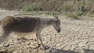 تزاوج الحمير تزاوج الحيوانات حياه بريه حيوانات مفترسه حيوانات أليفه الأسود المفترسه مدهش غابة 