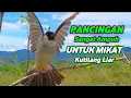 Download Lagu suara kutilang gacor sangat ampuh buat pancingan mikat kutilang liar | audio mp3