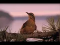 Video di Twin Peaks - Sigla