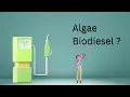 What is Algae Biodiesel How to make algae biodiesel