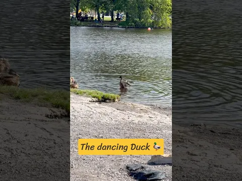 The dancing duck 🦆 🤩💕 #shorts #foryou #youtubeshorts  #viral #video