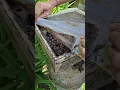 Download Lagu inside a Stingless Bee Colony in Bali Indonesia.