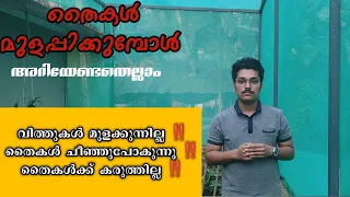 തൈകൾ മുളപ്പിക്കുമ്പോൾ അറിയേണ്ടത്#KitchenMystery #DheKrishi