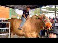 Download Lagu FULL SAPI RAKSASA CROSSING TERBESAR KONTES BOGOR 1.3 TON HADRA MAUT‼️🔥🔥🔥