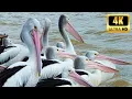 Lagu Spectaculaire 4K-beelden van zeevogels: sierlijke vleugels en uitzicht op de kust. #4kbirds #seabirds #seabird