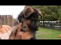 I got a new puppy