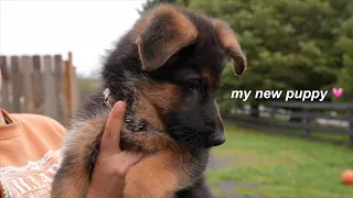 I got a new puppy