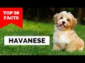 99 of Havanese Owners Don t Know This