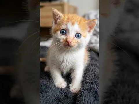 This Kitten Just Canβt Stop Getting Stuck π