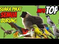 Lagu suara pikat semua jenis burung kecil   | mp3 suara burcil