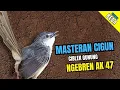Lagu Cigun Gacor Ngebren Ak 47 | Masteran Cigun Bren