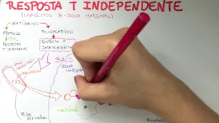 Imunologia- Resposta T independente (linfócitos B)