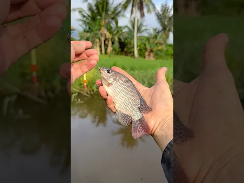 Mancing di persawahan yang menghijau ternyata sarang ikan jaer ekor merah🔥