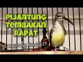 Download Lagu Pijantung Pisang Gacor Tembakan Rapat Suara Jernih, Pijantung Bahan Langsung Emosi | Kicau Tembak