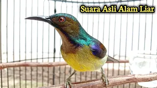 kolibri kelapa manggar wiceh pancingan korlap dengan suara asli alam liar gacor