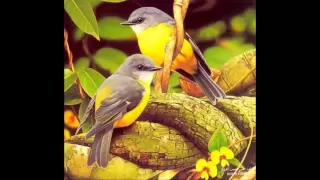 عصفور طل من الشباك دندنها