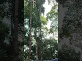 Download Lagu Burung Enggang Raksasa Hutan Pedalaman Kalimantan