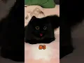Download Lagu Verbazingwekkende feiten over zwarte katten