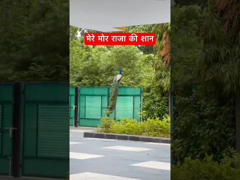 Peacocks and Styles