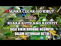 Download Lagu SUARA CUCAK IJO RIBUT sama SUARA KUTILANG KEJEPIT