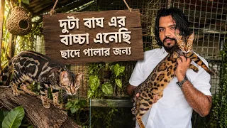দুইটা বাঘ এর বাচ্চা এনেছি ছাদে পালার জন্য,,,Bengal Cat My new Pets | Doggo Sage 