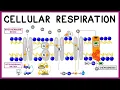 Cellular Respiration Glycolysis Krebs Cycle the Electron Transport Chain