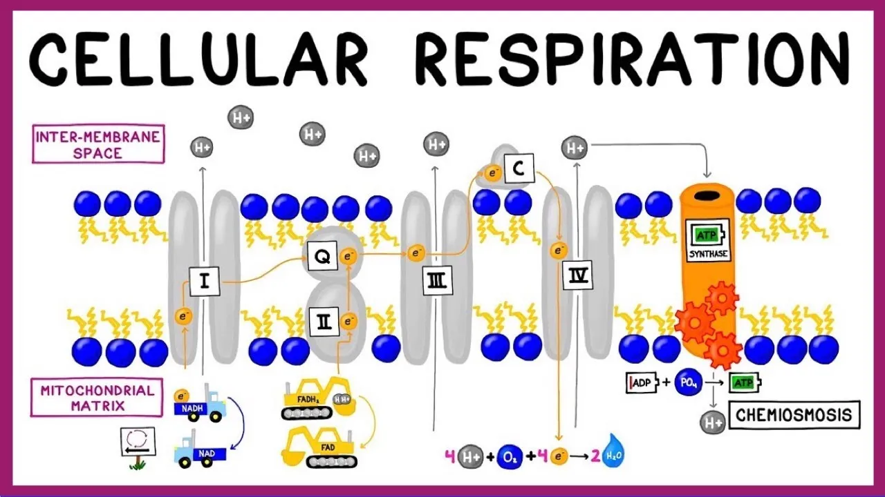 Cellular Respiration: Glycolysis, Krebs Cycle & the Electron Transport Chain