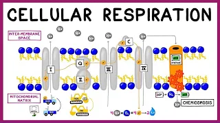 Download Cellular Respiration: Glycolysis, Krebs Cycle \u0026 the Electron Transport Chain MP3