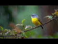 Download Lagu 🌸 Gentle Piano \u0026 Birds in Nature - Reduce Insomnia, Find Peace and Boost Inner Energy 🌿🕊🎶