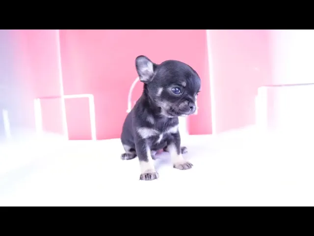 動画