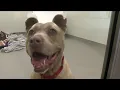 push at Lynchburg Humane Society