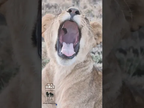 🦁🦁 Lovely Lion Pride in Mara Ripoi Conservancy 🦁🦁 #vivoX300pro #wildlife