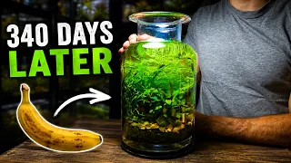 I Tried Using a Banana to Power an Ecosystem