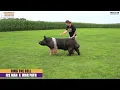 Ring The Bell - Hampshire Boar