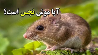 آیا موش نجس است  دندنها