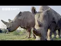Download Lagu 5 Amazing Rhino Conservation Moments | BBC Earth