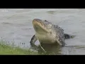 Alligator attack at Lake Marion kills woman
