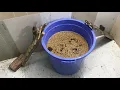 Download Lagu Perangkap tikus air dengan ember plastik biru | Cara menjebak tikus dengan sekam padi dan padi