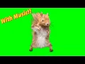 Dancing Squirrel Green Screen TikTok Trend With Music
