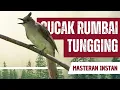Masteran Cucak Rumbai Gacor Full Isian