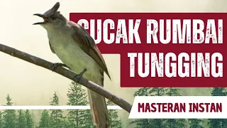 Download Masteran Cucak Rumbai Gacor Full Isian MP3