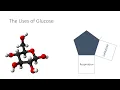 Uses of Glucose from Photosynthesis