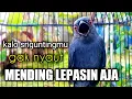 Download Lagu BIKIN PANIK !! Srigunting Mana YANG GAK Ikut Ngamuk SEKETIKA JADI GACOR | srigunting abu abu gacor