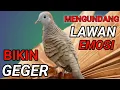 Download Lagu Perkutut lokal gacor JUARA PANCINGAN semua perkutut.