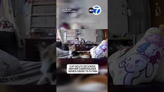 Cat bolts seconds before eart uake sends objects flying