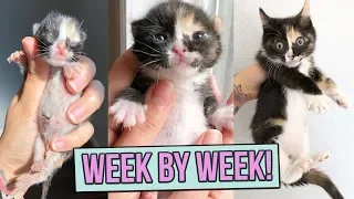 Learn How Baby Kittens Grow 0-8 Weeks